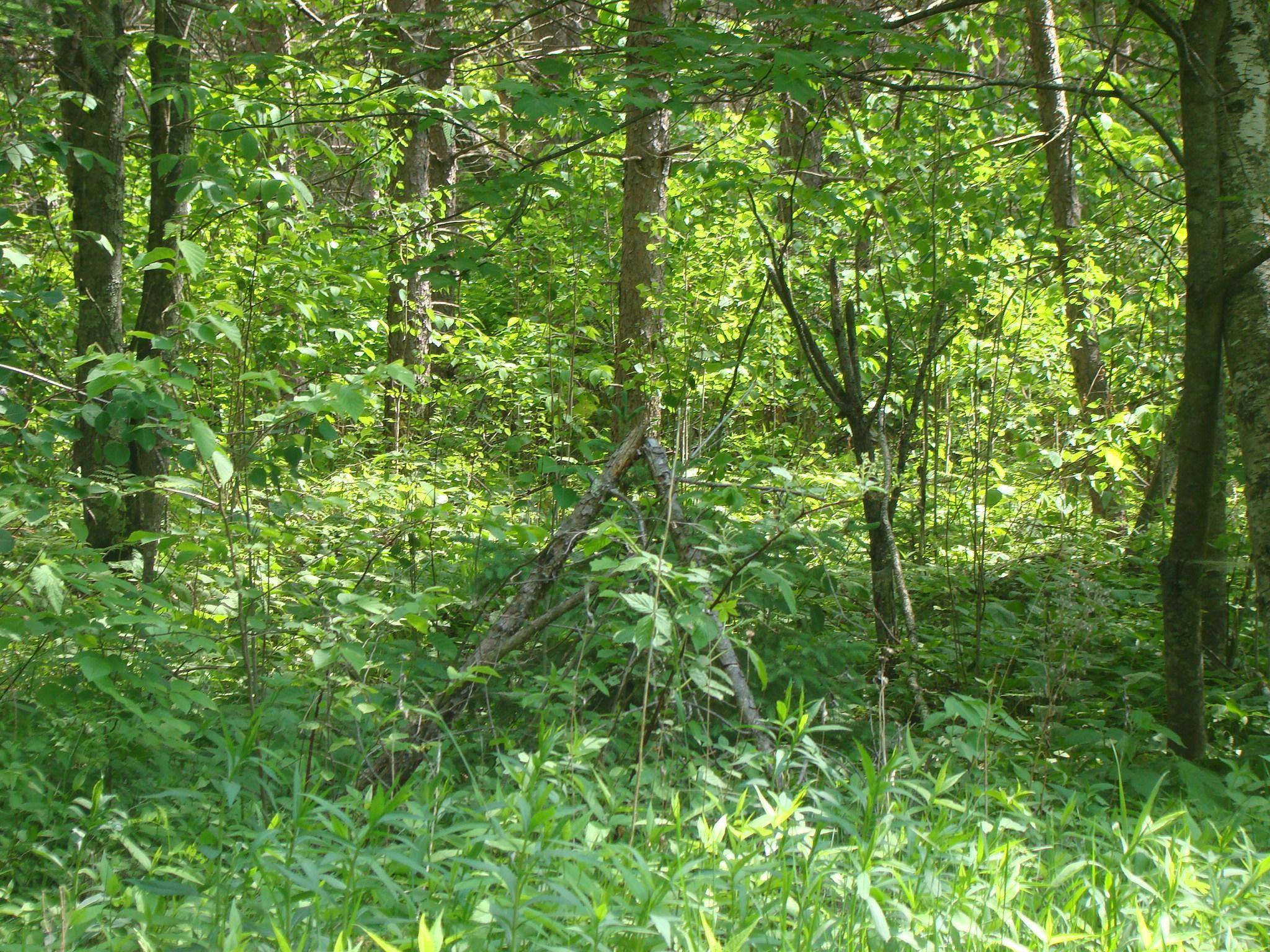 Emily, MN 56447,TBD Dam RD