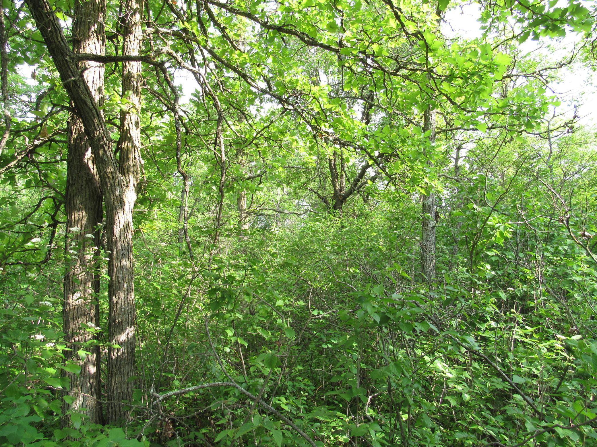 Backus, MN 56435,TBD 32ND AVE SW