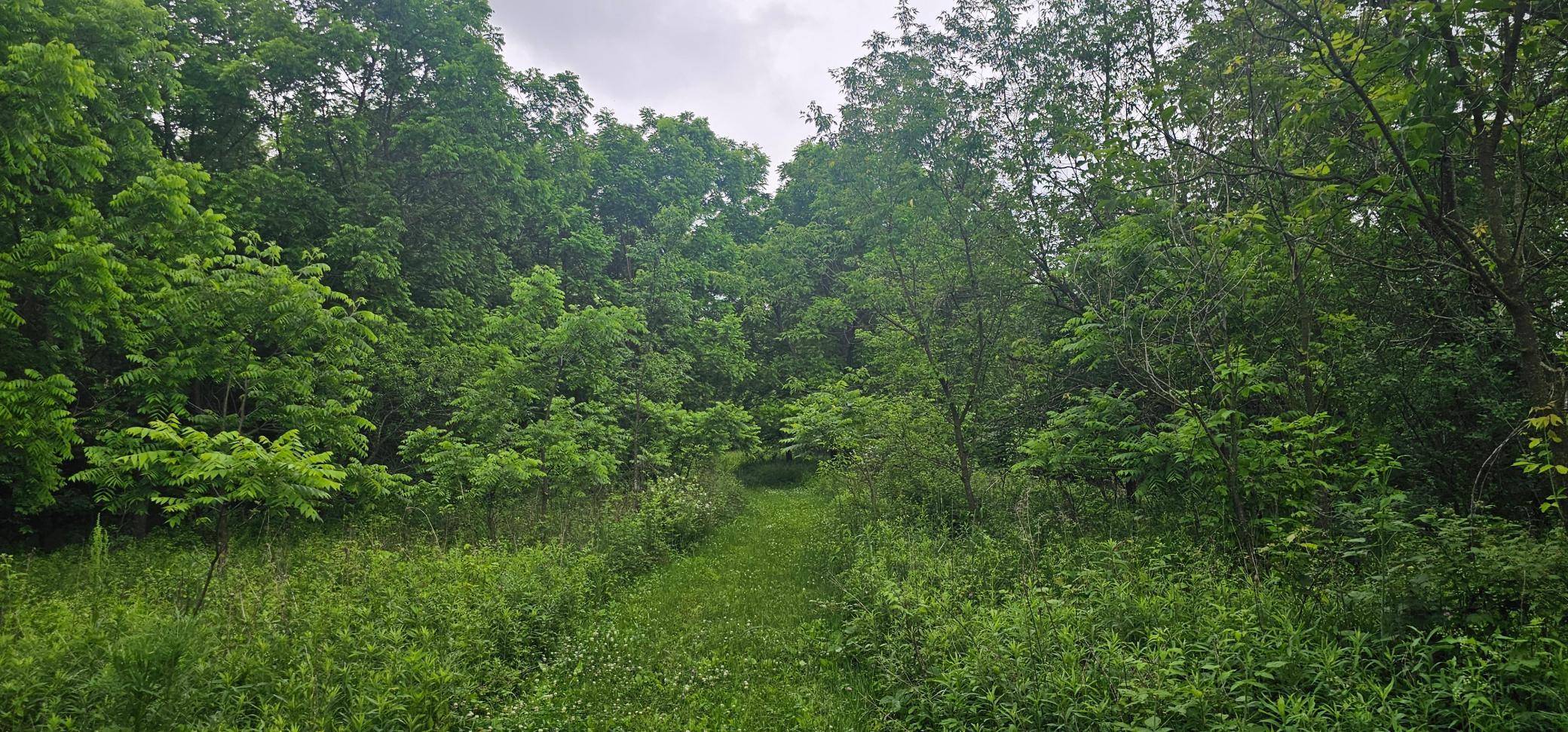 Holt Twp, MN 55949,TBD Knutson Rd