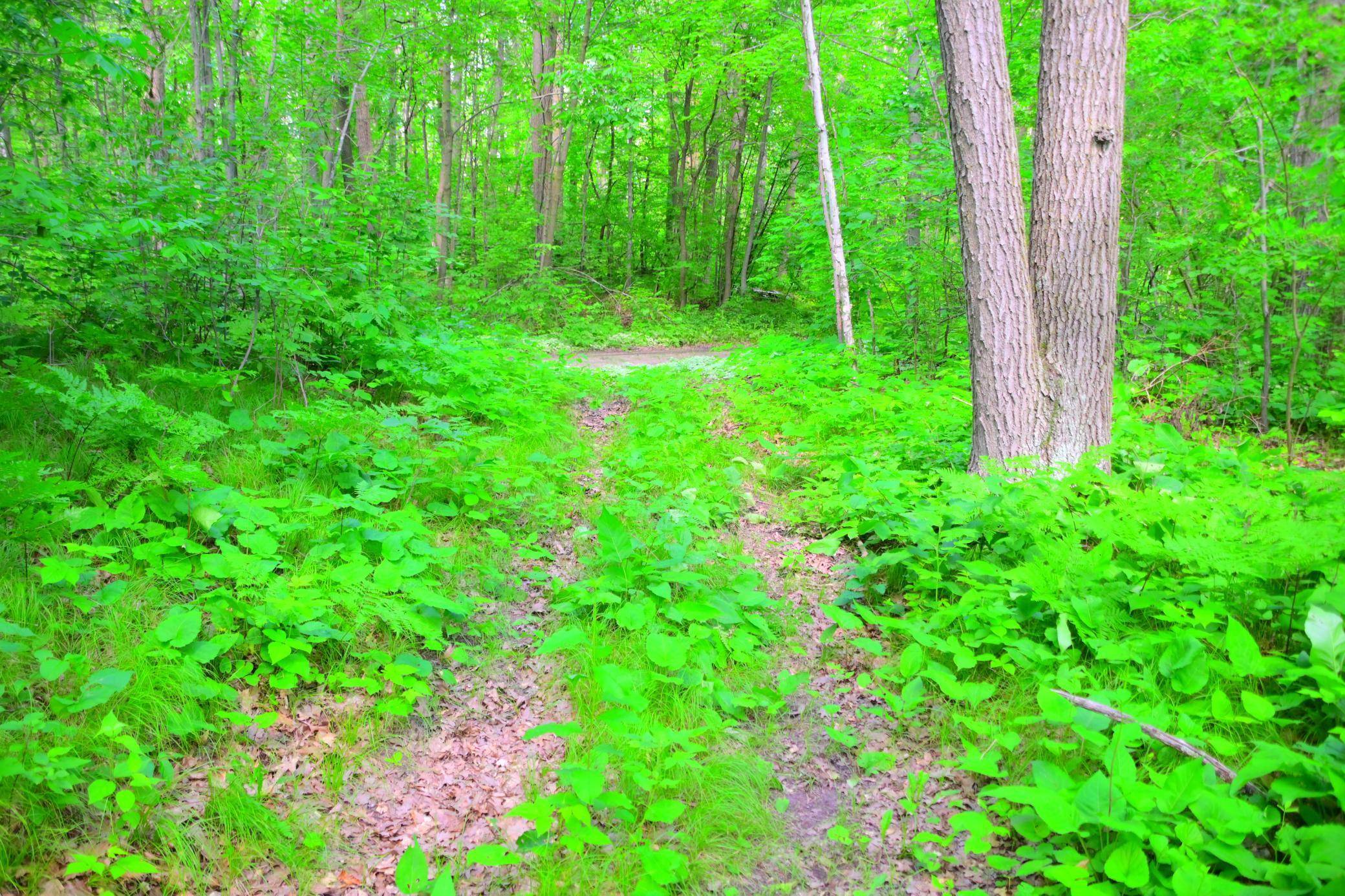 Cushing Twp, MN 56475,27589 Norway TRL