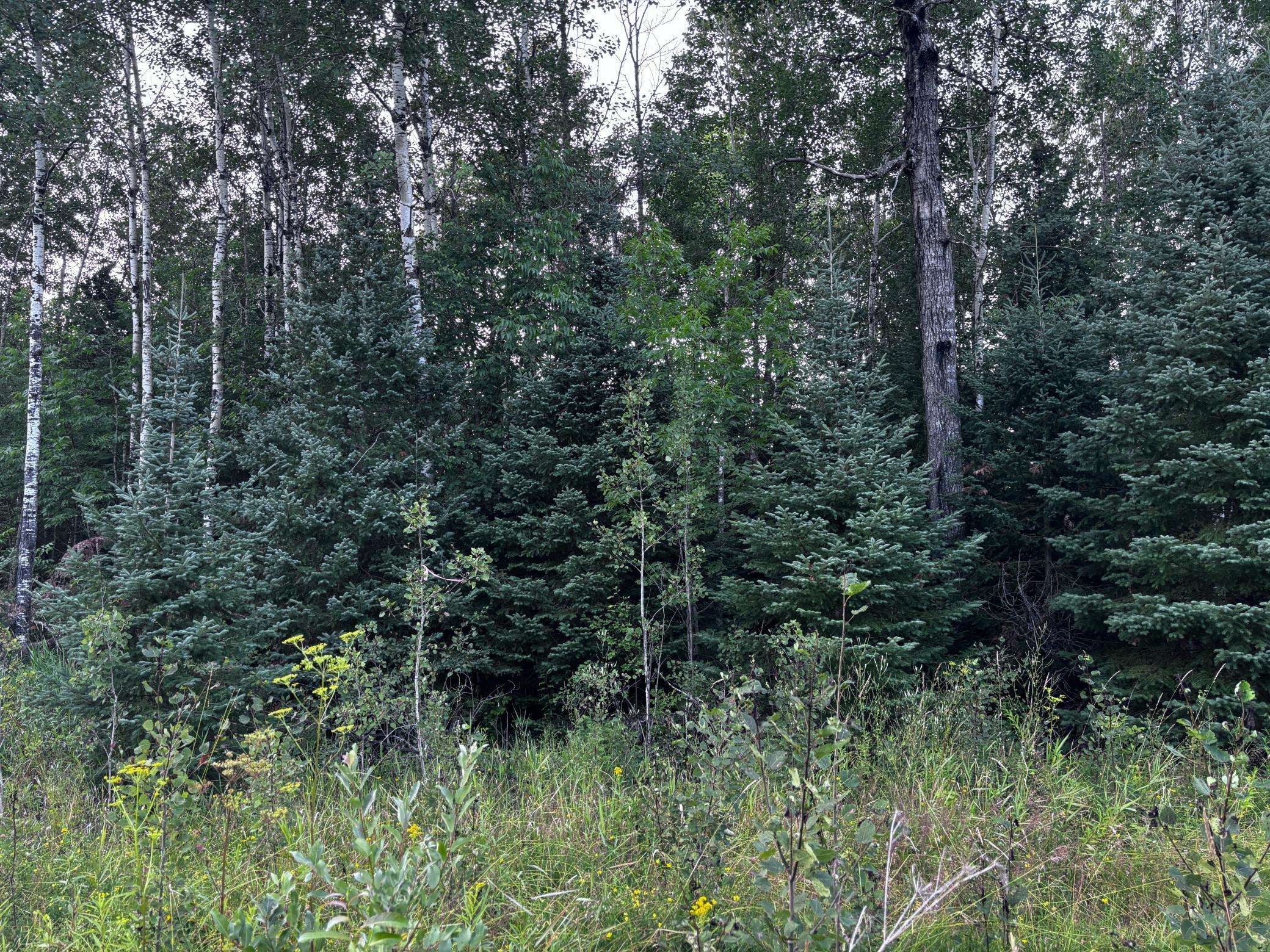 Littlefork, MN 56653,TBD Highway 71