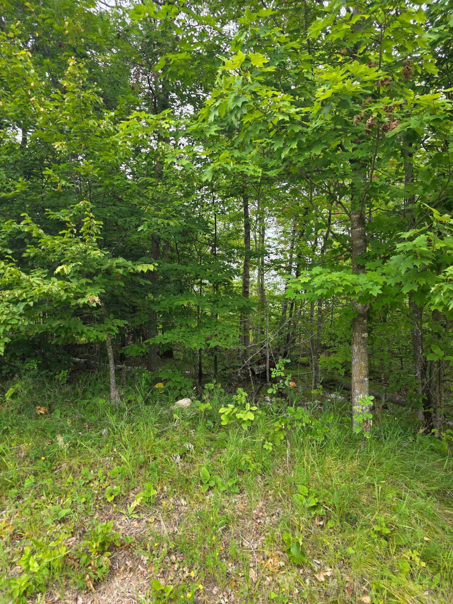 Ten Lake Twp, MN 56601,TBD Anjonabe CT SE