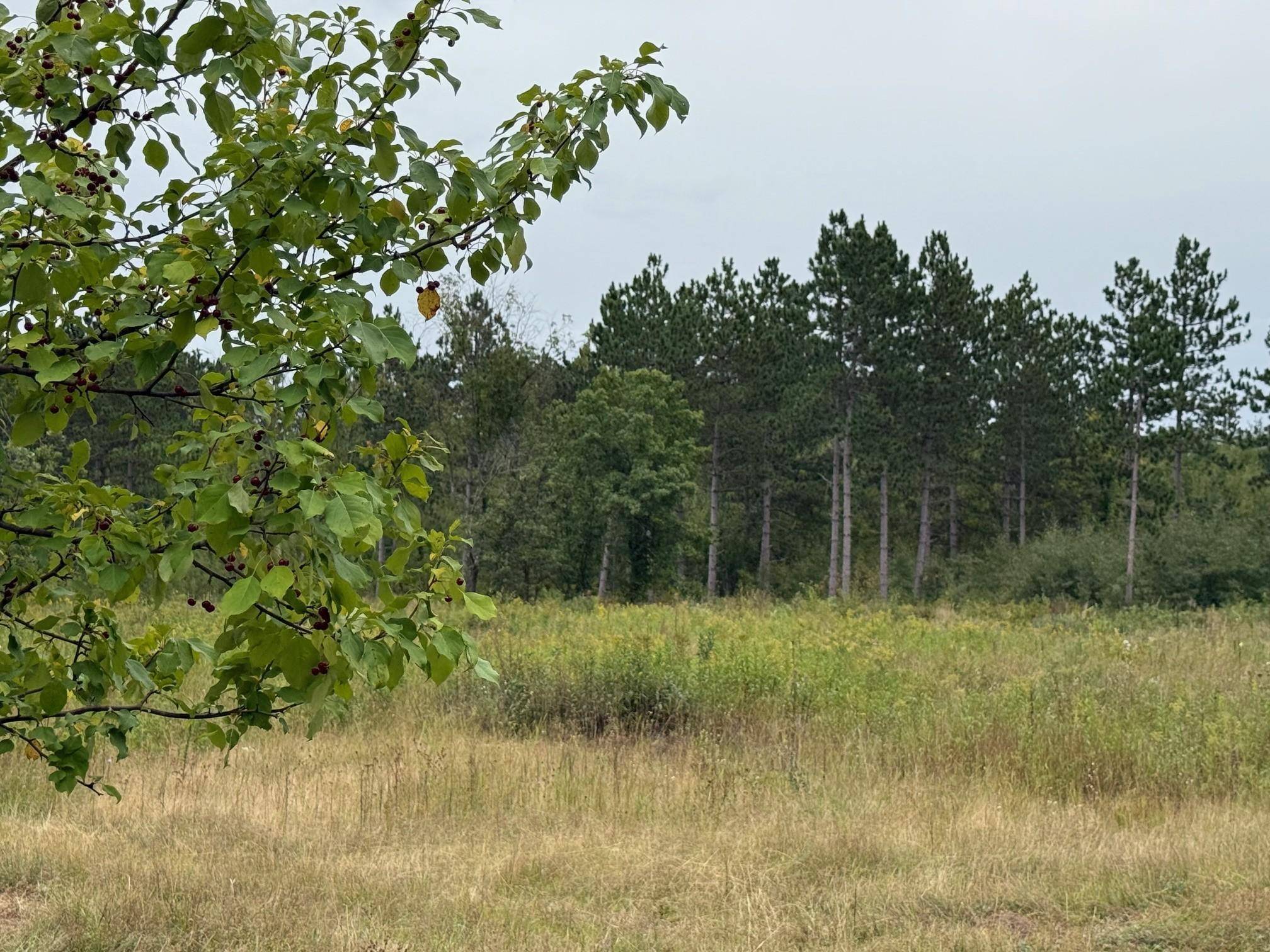 Pequot Lakes, MN 56472,31455 Nagel RD