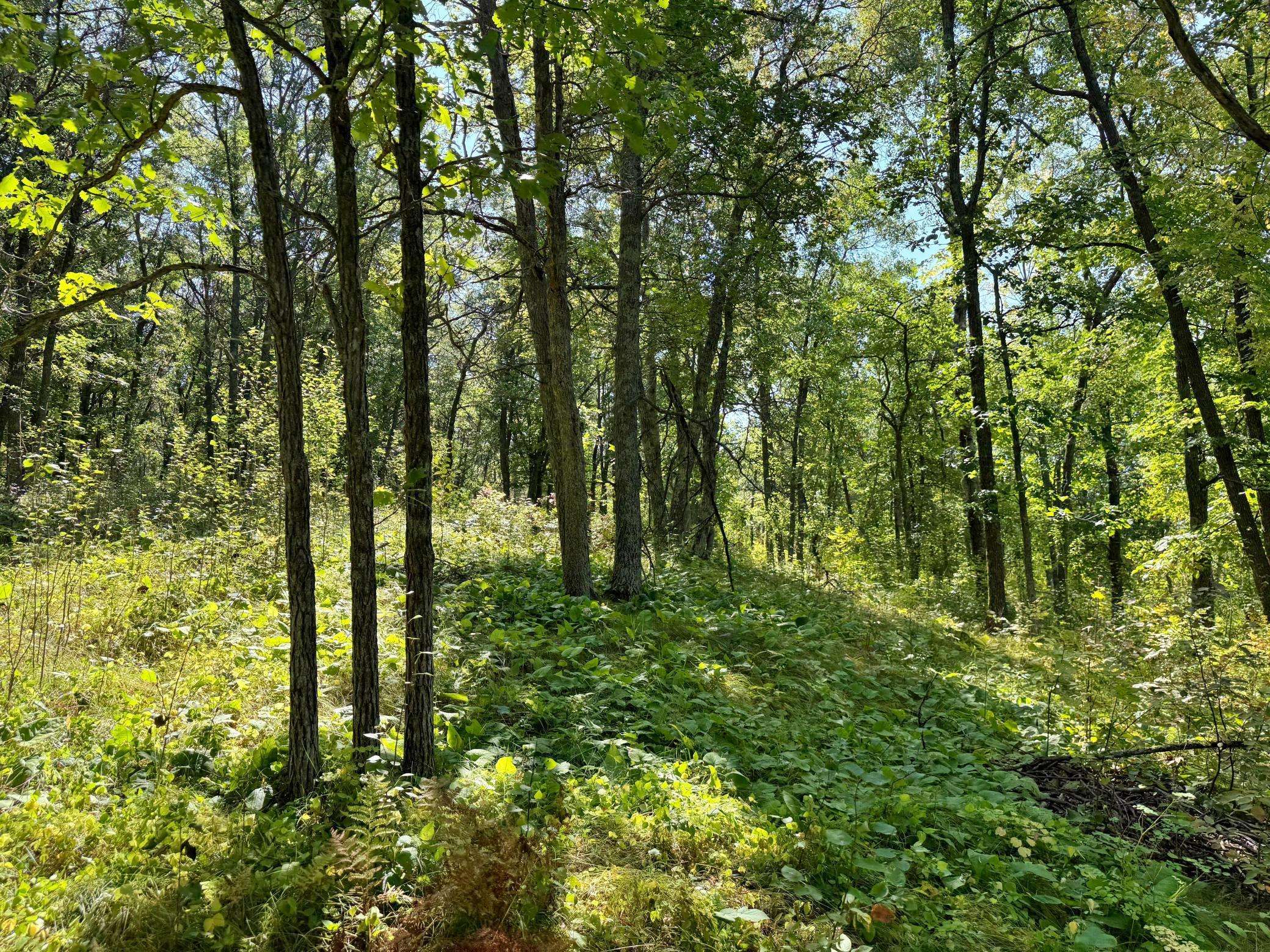 Backus, MN 56435,XXX State 87 SW