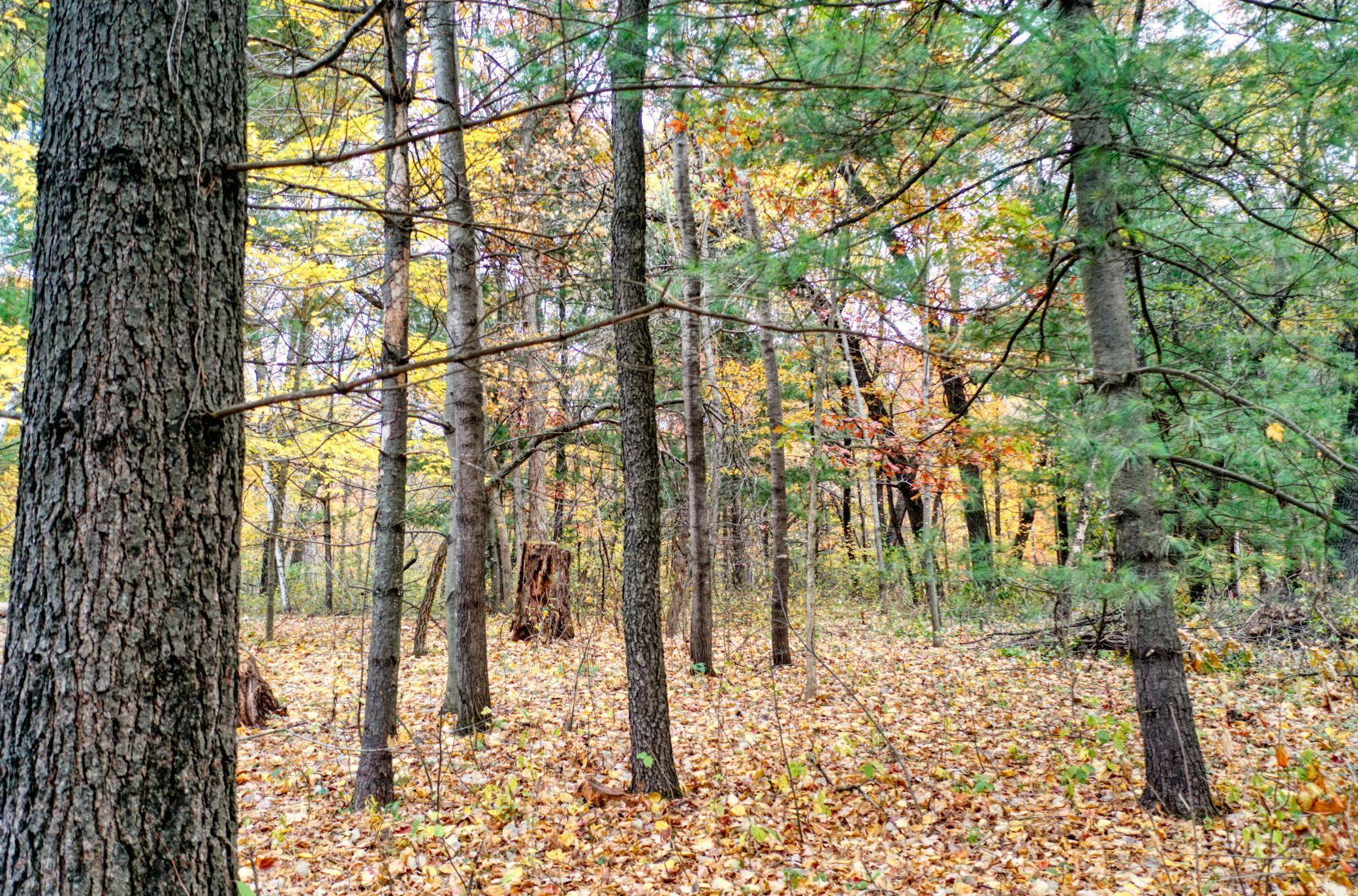 Linwood Twp, MN 55079,TBD 241st.