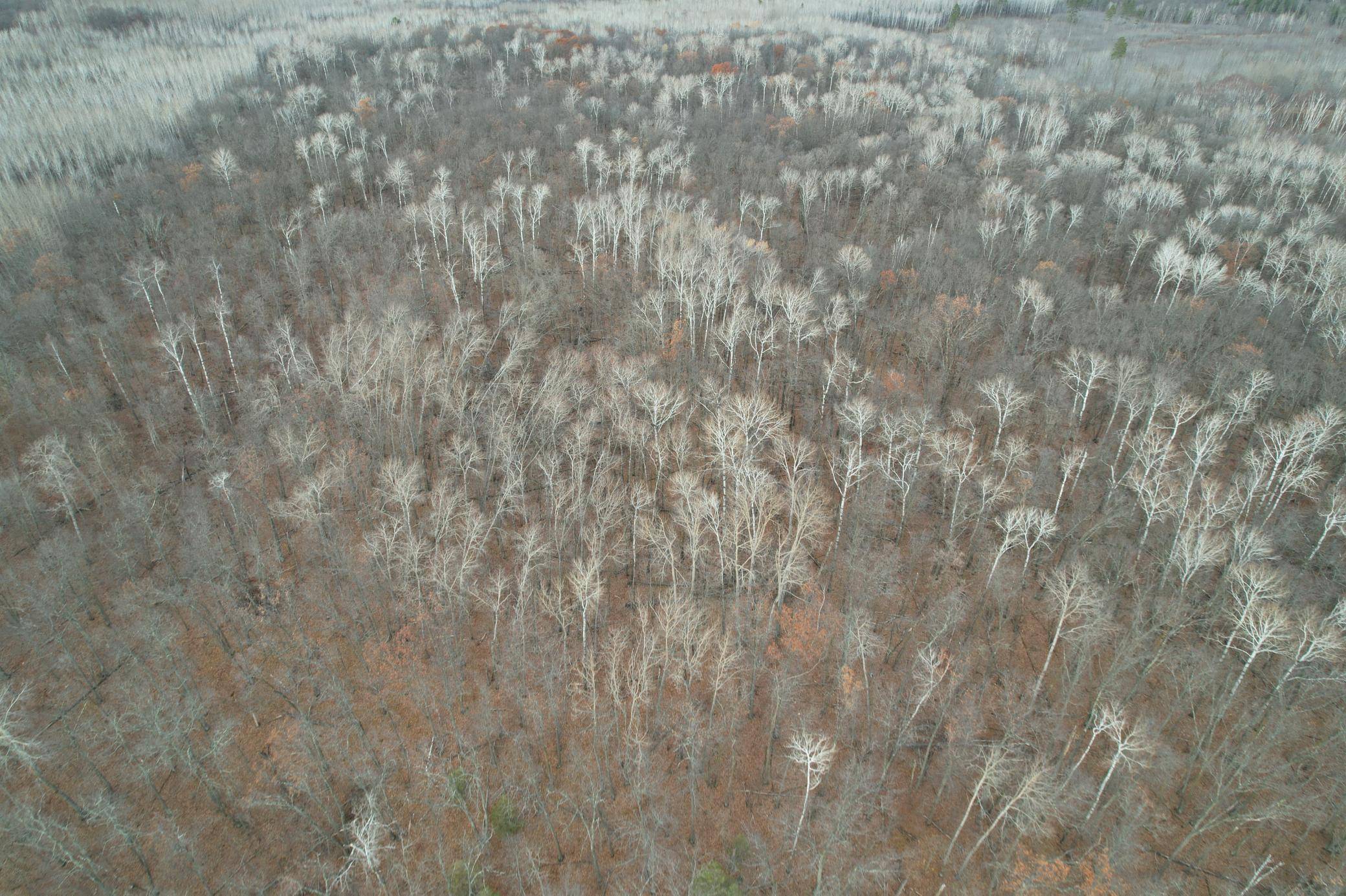 Laporte, MN 56461,35394 Gulch Forest TRL W