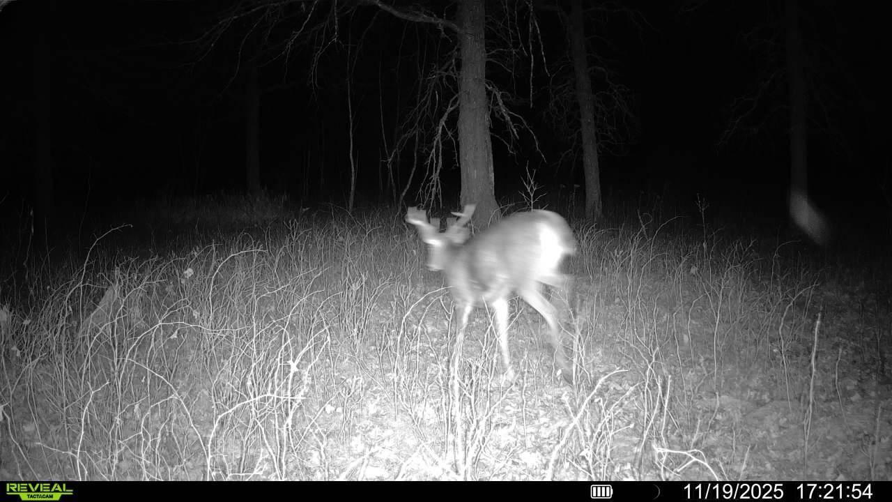 Red Eye Twp, MN 56477,TBD 294th ST