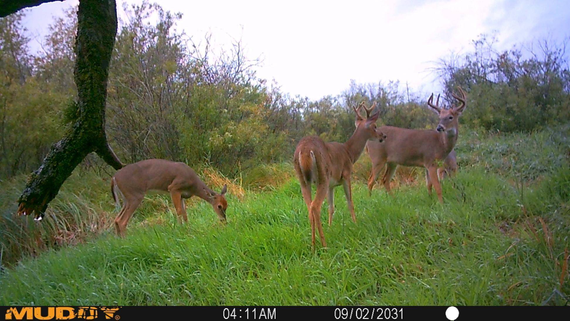 Sebeka, MN 56477,TBD 280th St