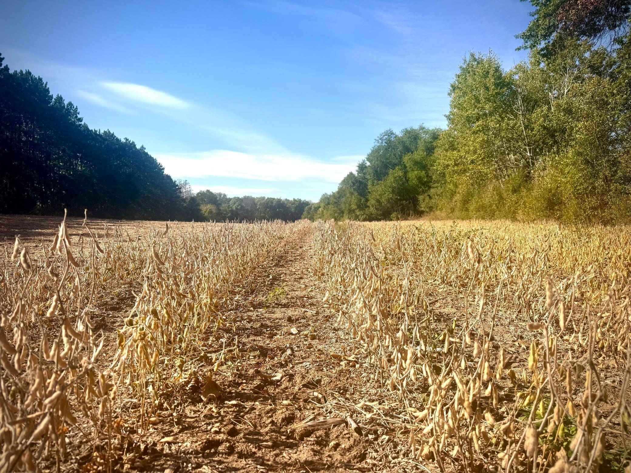 Becker Twp, MN 55308,Parcel A 19.84AC 87th St SE