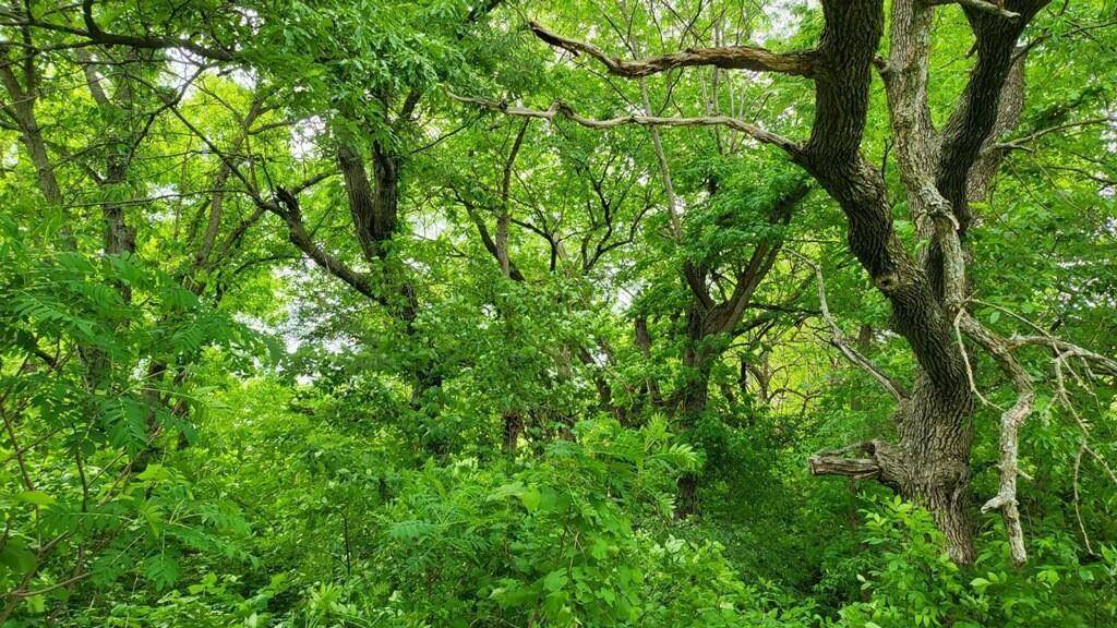 Oak Grove, MO 64075,Lot 19 TBD SE Holstein DR
