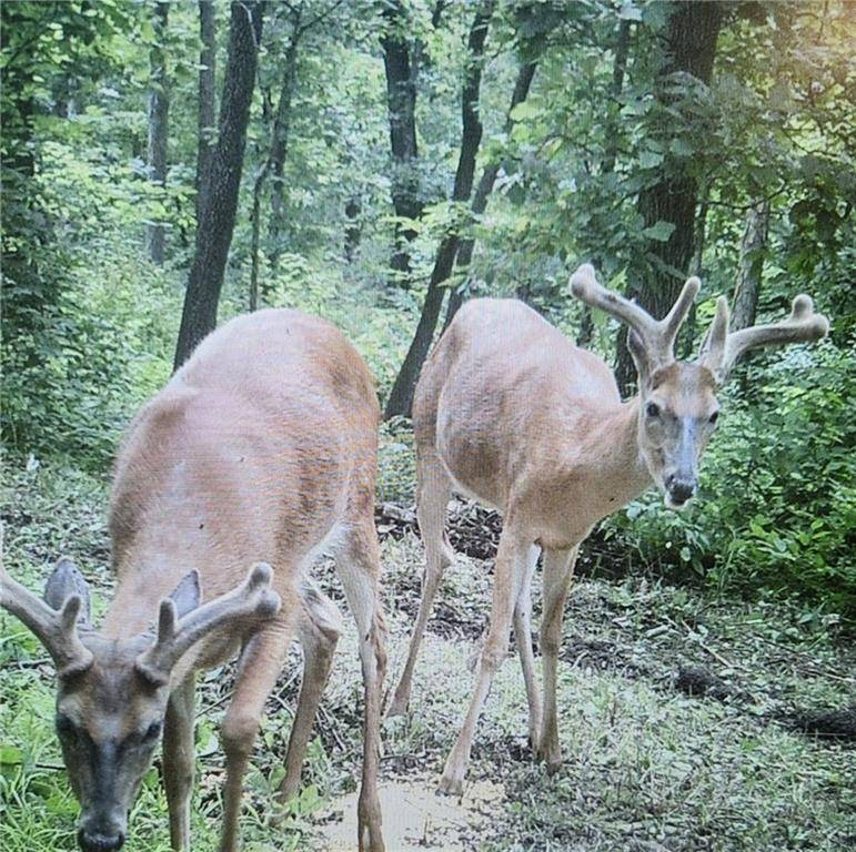 Princeton, MO 64673,Highway 65 N/A