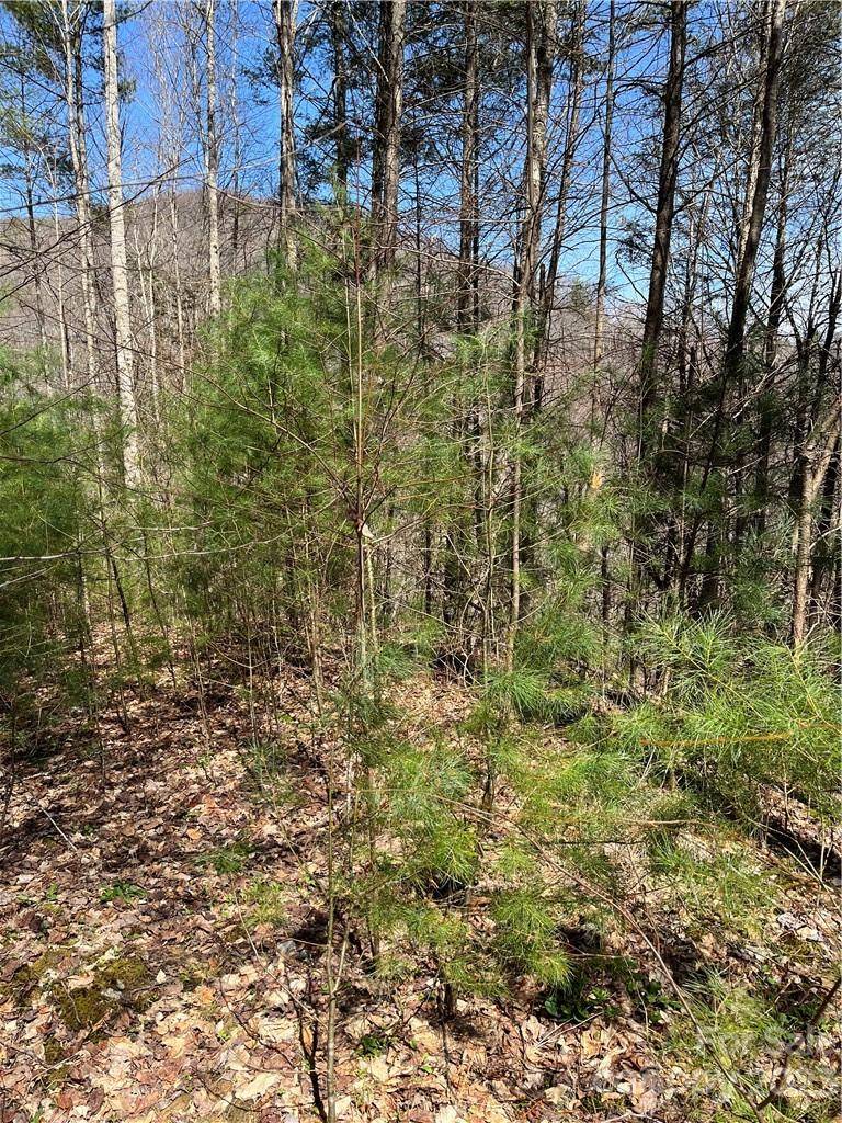 Mars Hill, NC 28754,00 Running Deer NW Running Deer LN #65