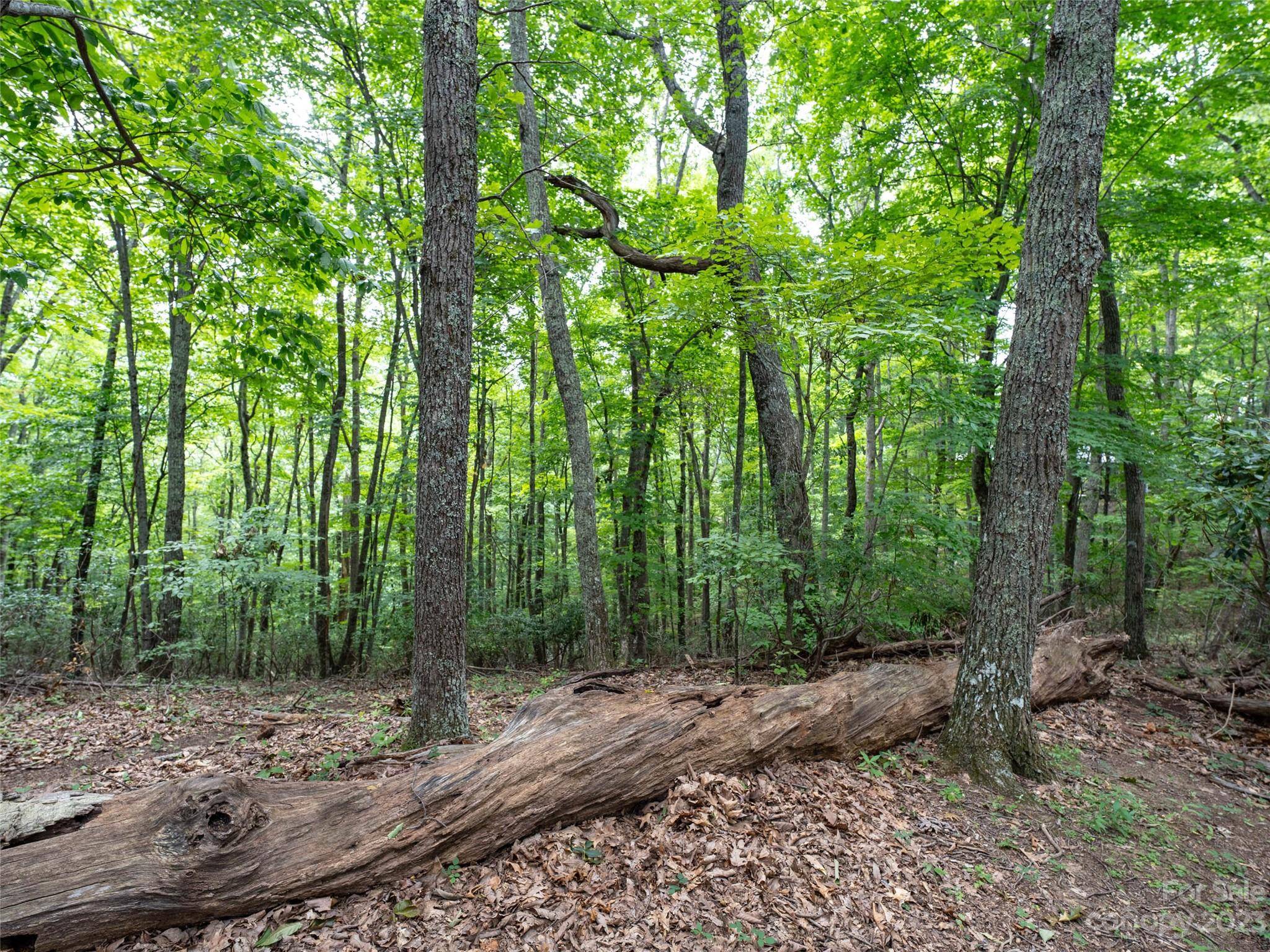 Waynesville, NC 28786,00 Grouse Ridge RD #2