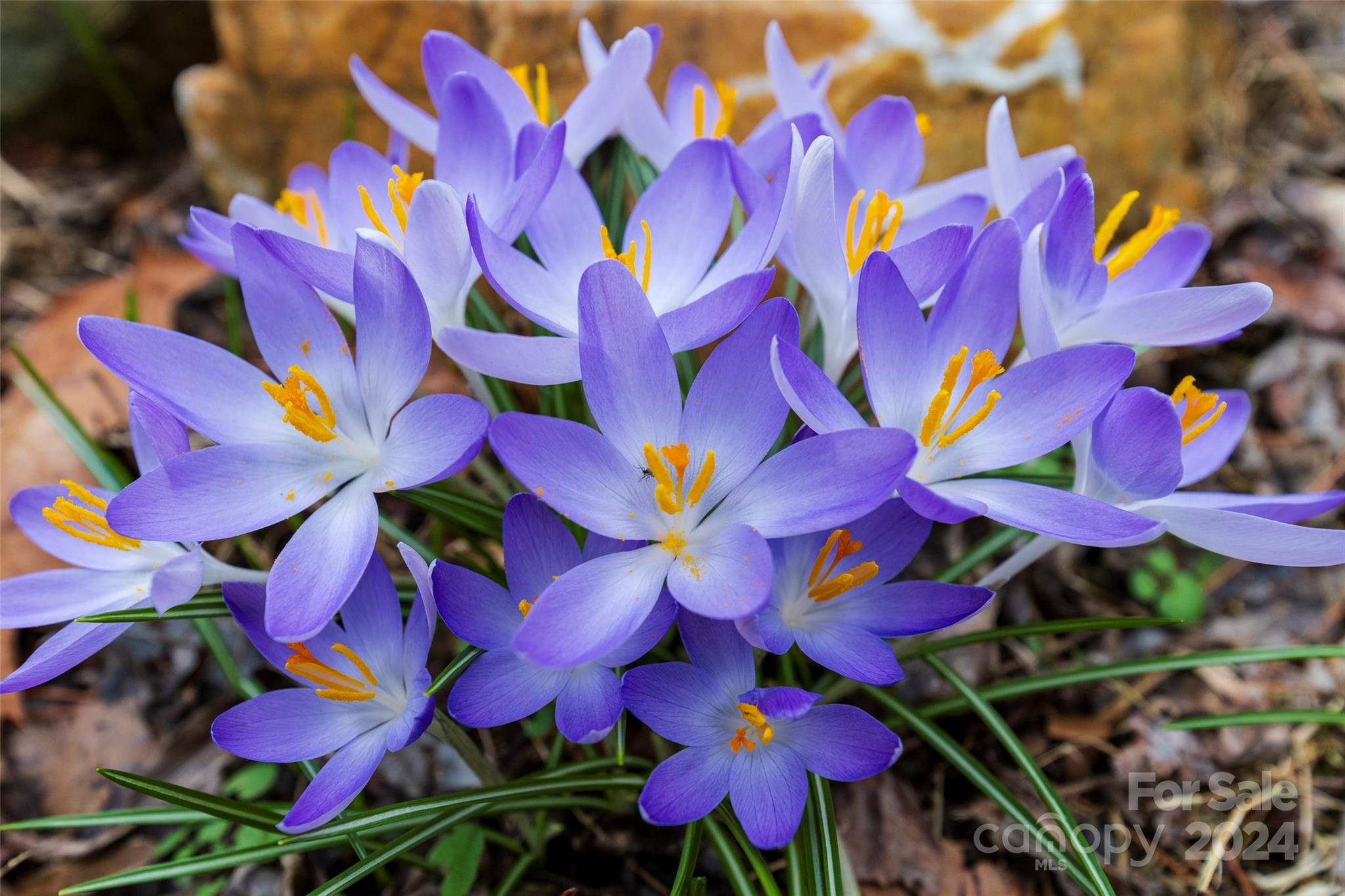 Mars Hill, NC 28754,151 Stone Cottage RD