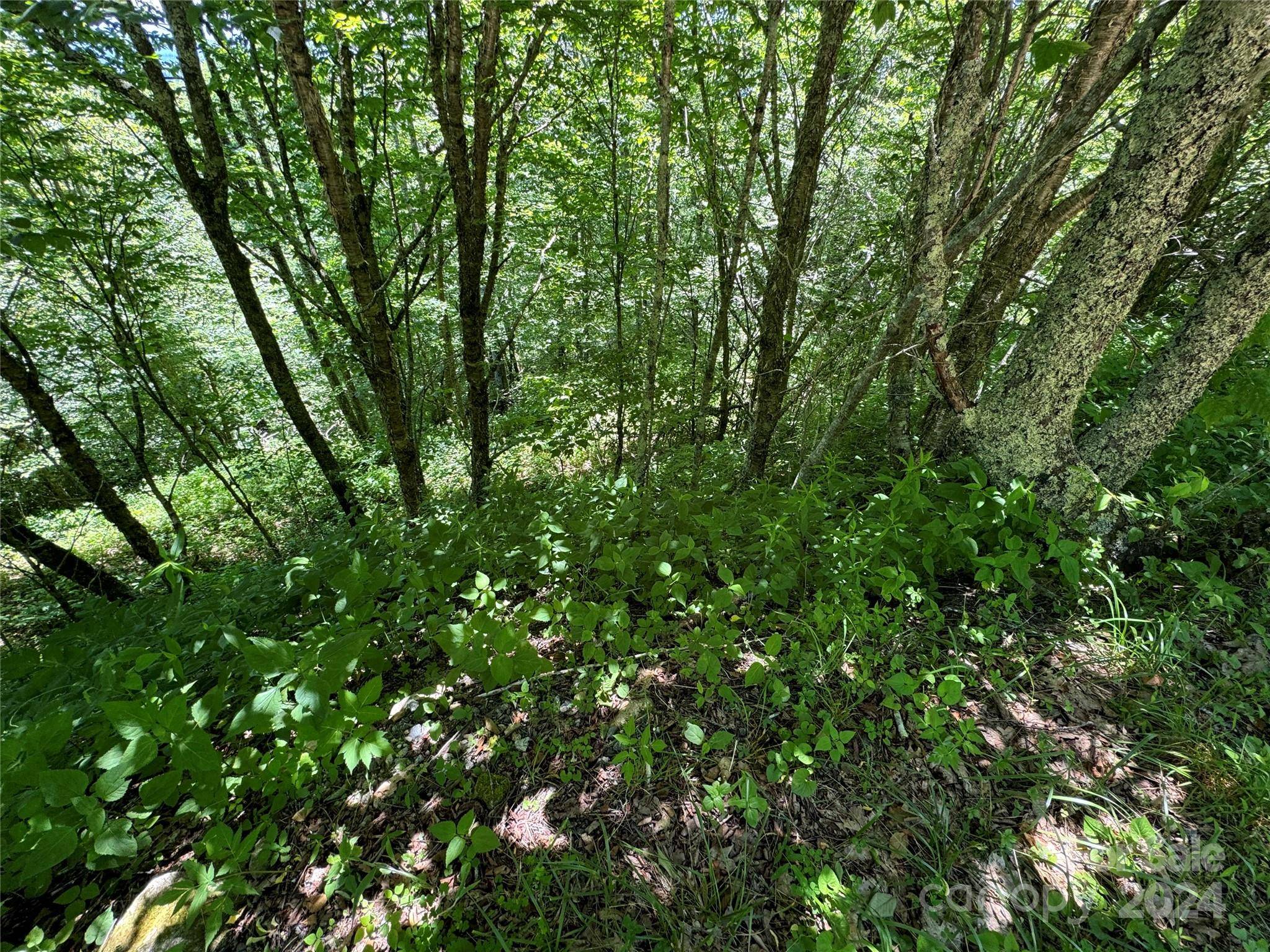 Mars Hill, NC 28754,346 Birch Springs LN