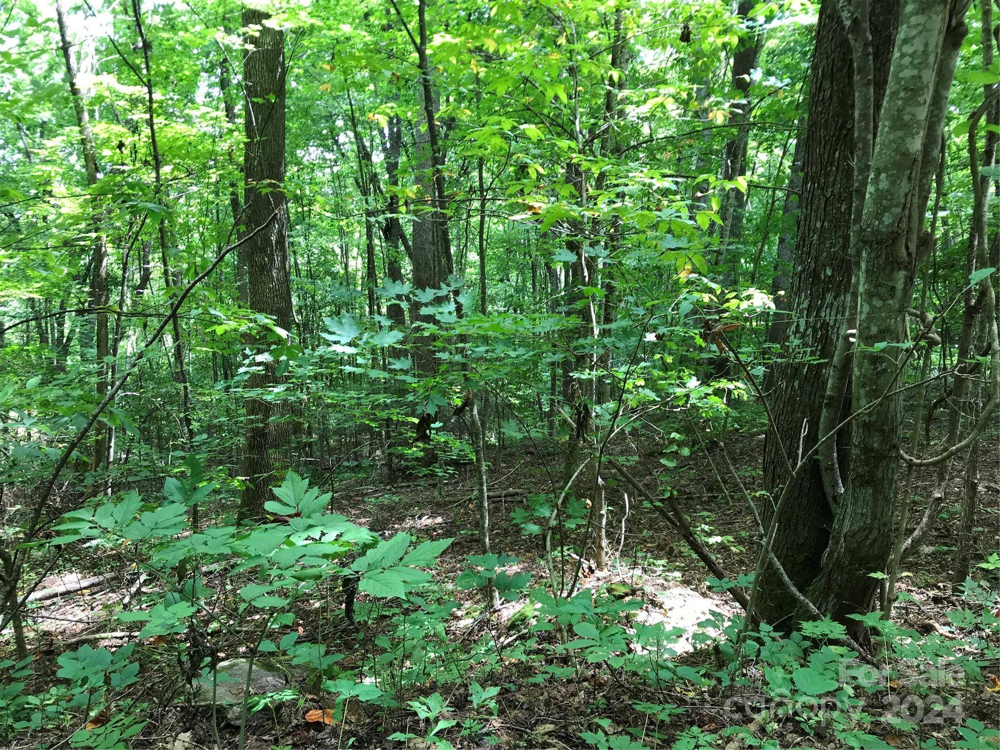 Burnsville, NC 28714,00 Red Oak LN N #Lot #24