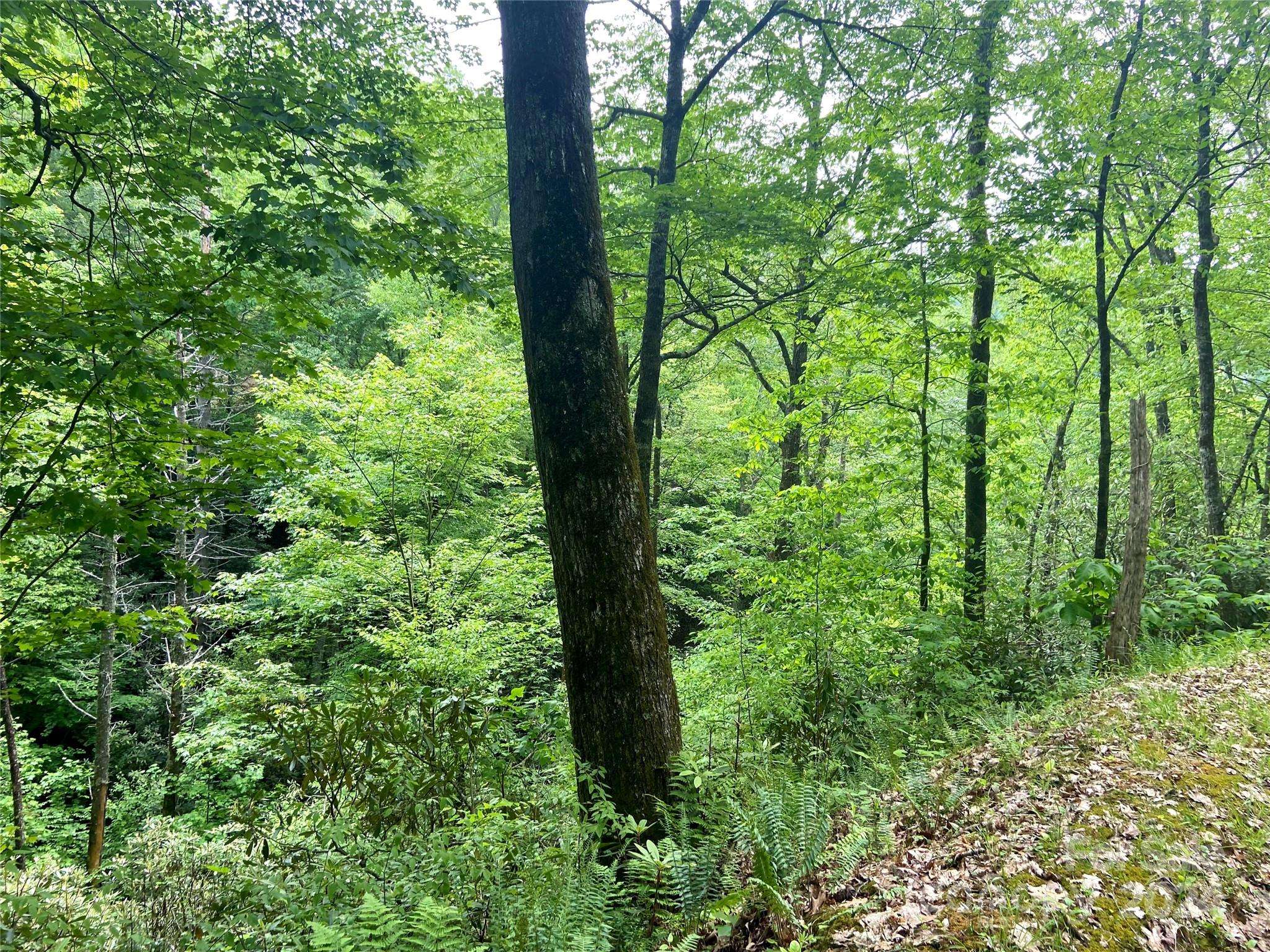 Bryson City, NC 28713,Lot 10 Mystic Forest WAY #10