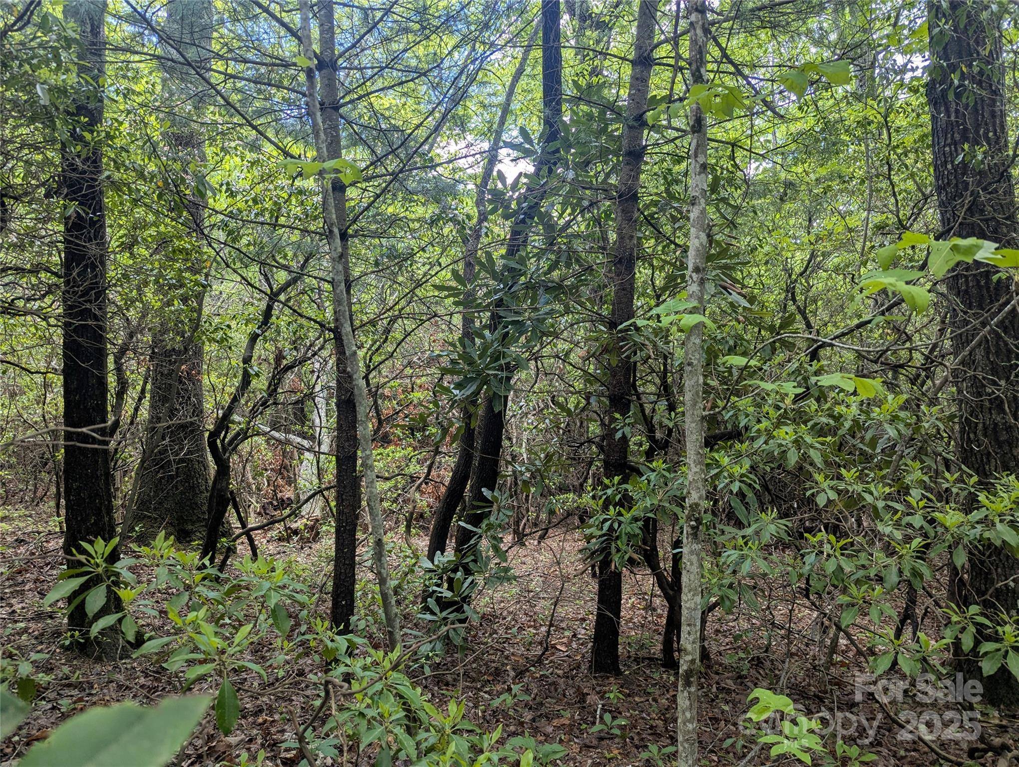 Black Mountain, NC 28711,99999 Prospectors TRL