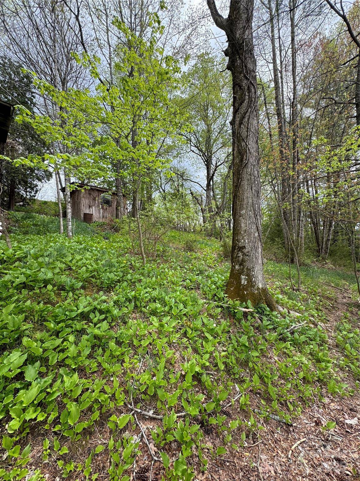 Newland, NC 28657,TBD US Highway 19E RD