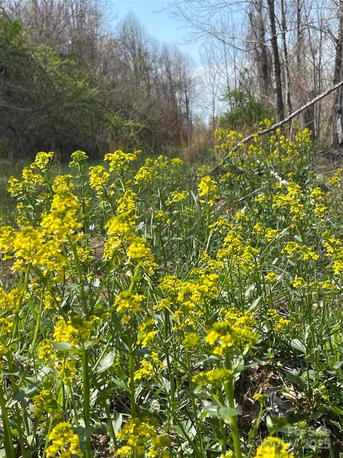 Mars Hill, NC 28754,3440 Hamburg RD