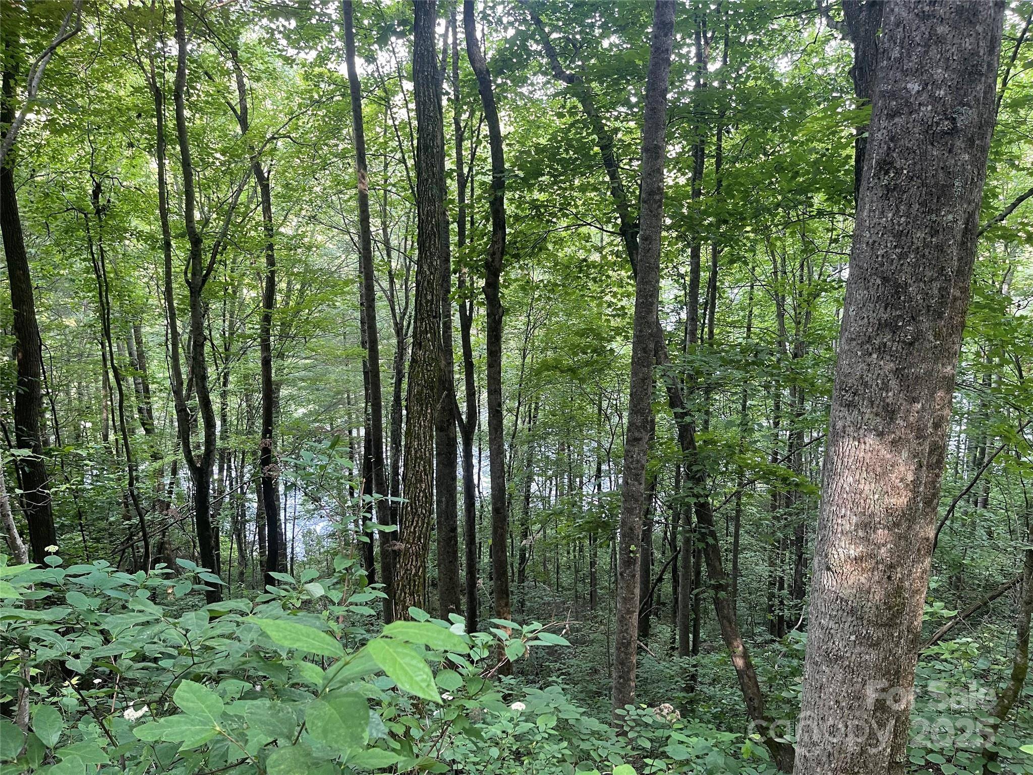 Tuckasegee, NC 28783,200 Sweet Birch LN