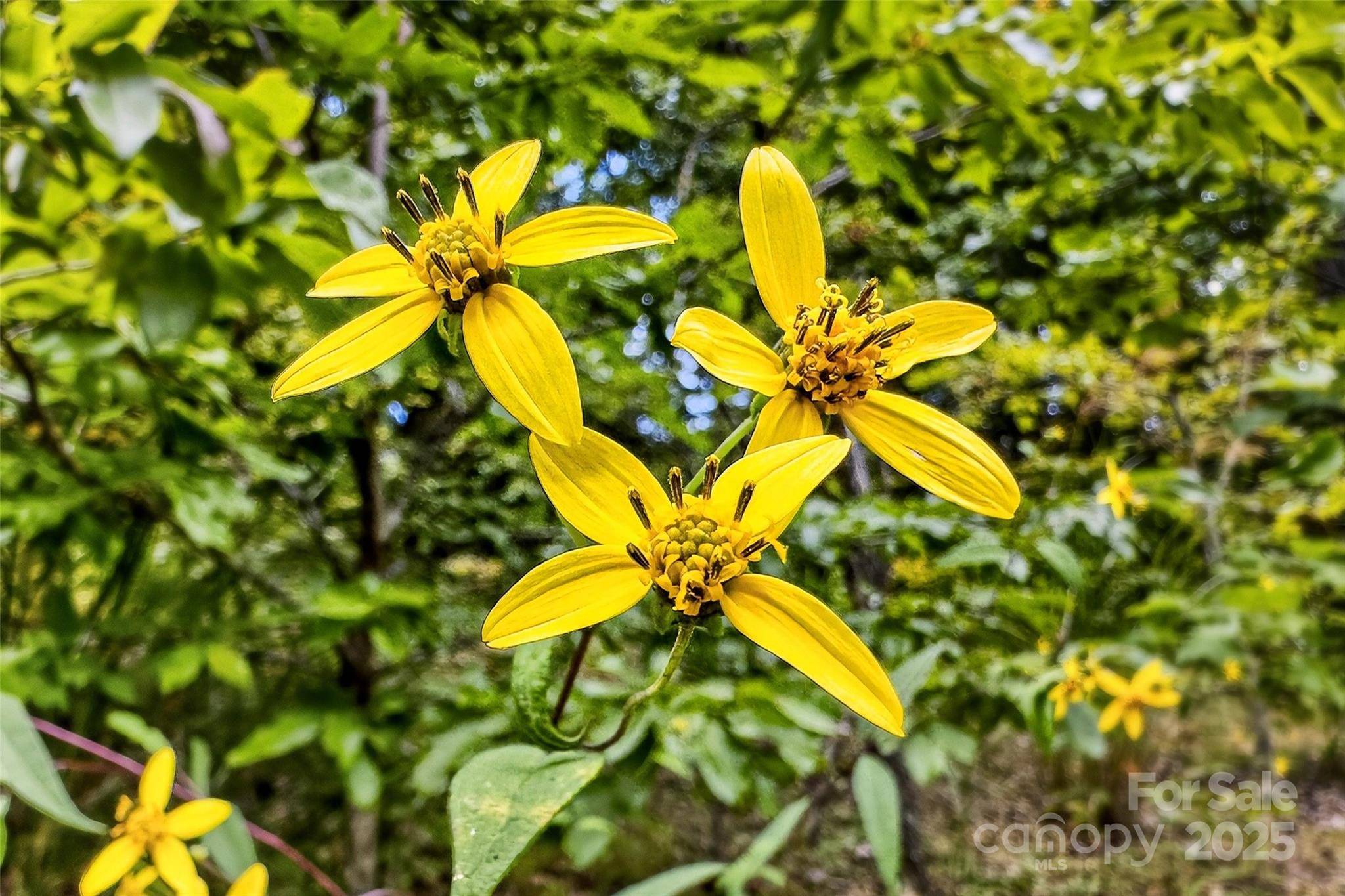 Black Mountain, NC 28711,1696 Catawba Falls Pkwy #190