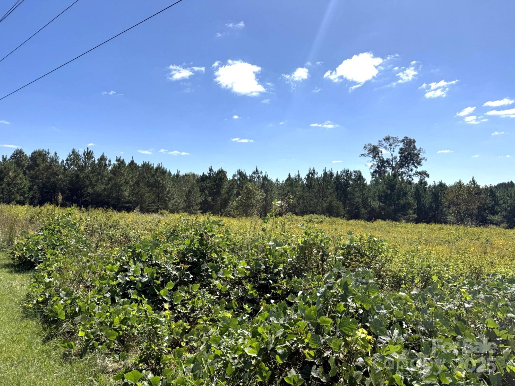 Mill Spring, NC 28756,1178 Pea Ridge RD