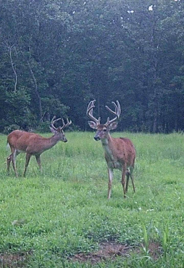 Fredericktown, MO 63645,1875 Madison 9398