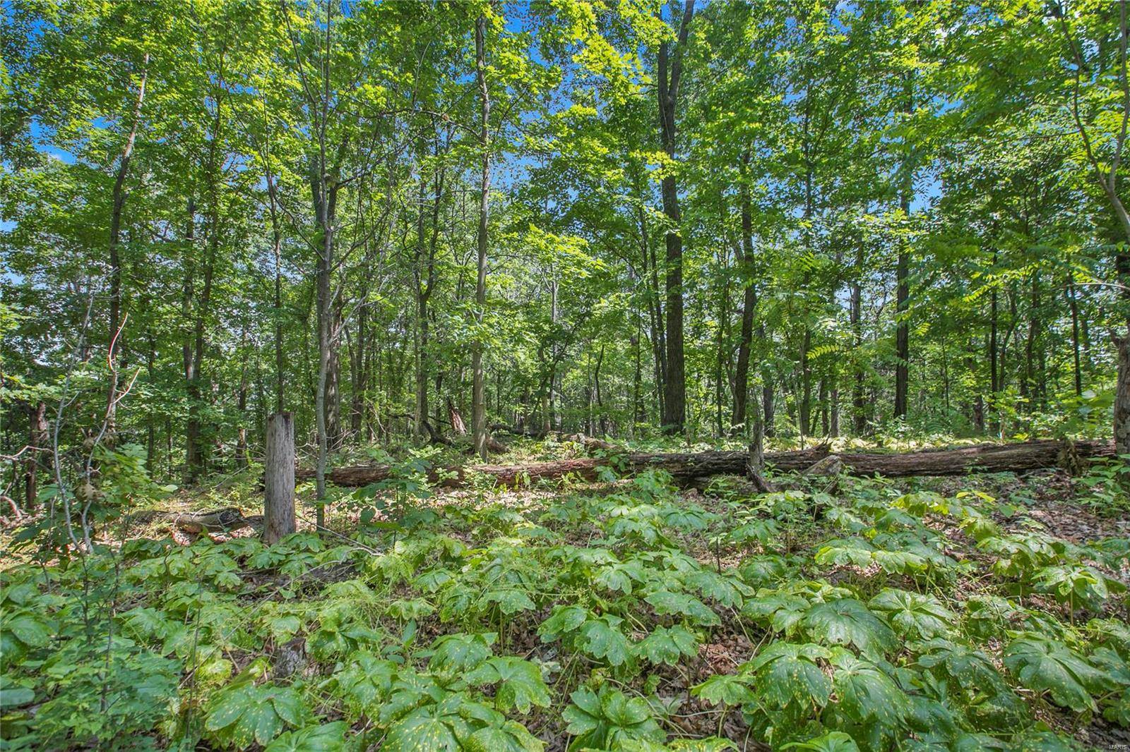 Festus, MO 63028,0 Mississippi Queen CT