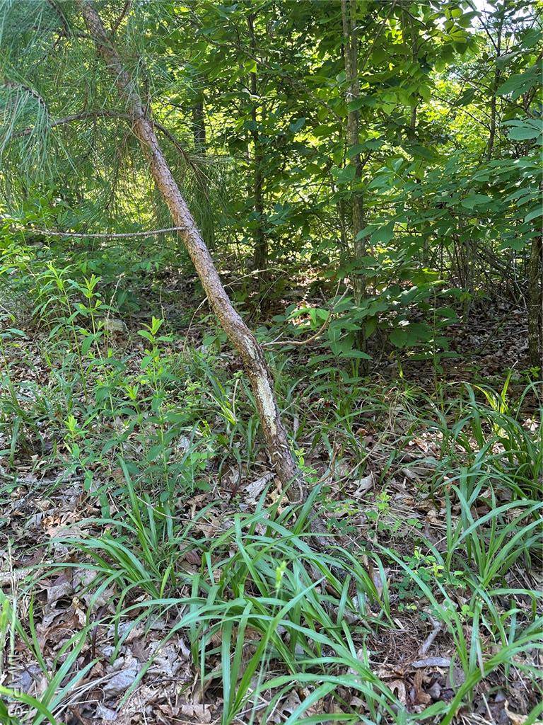 Van Buren, MO 63965,TBD Big Barren Creek RD