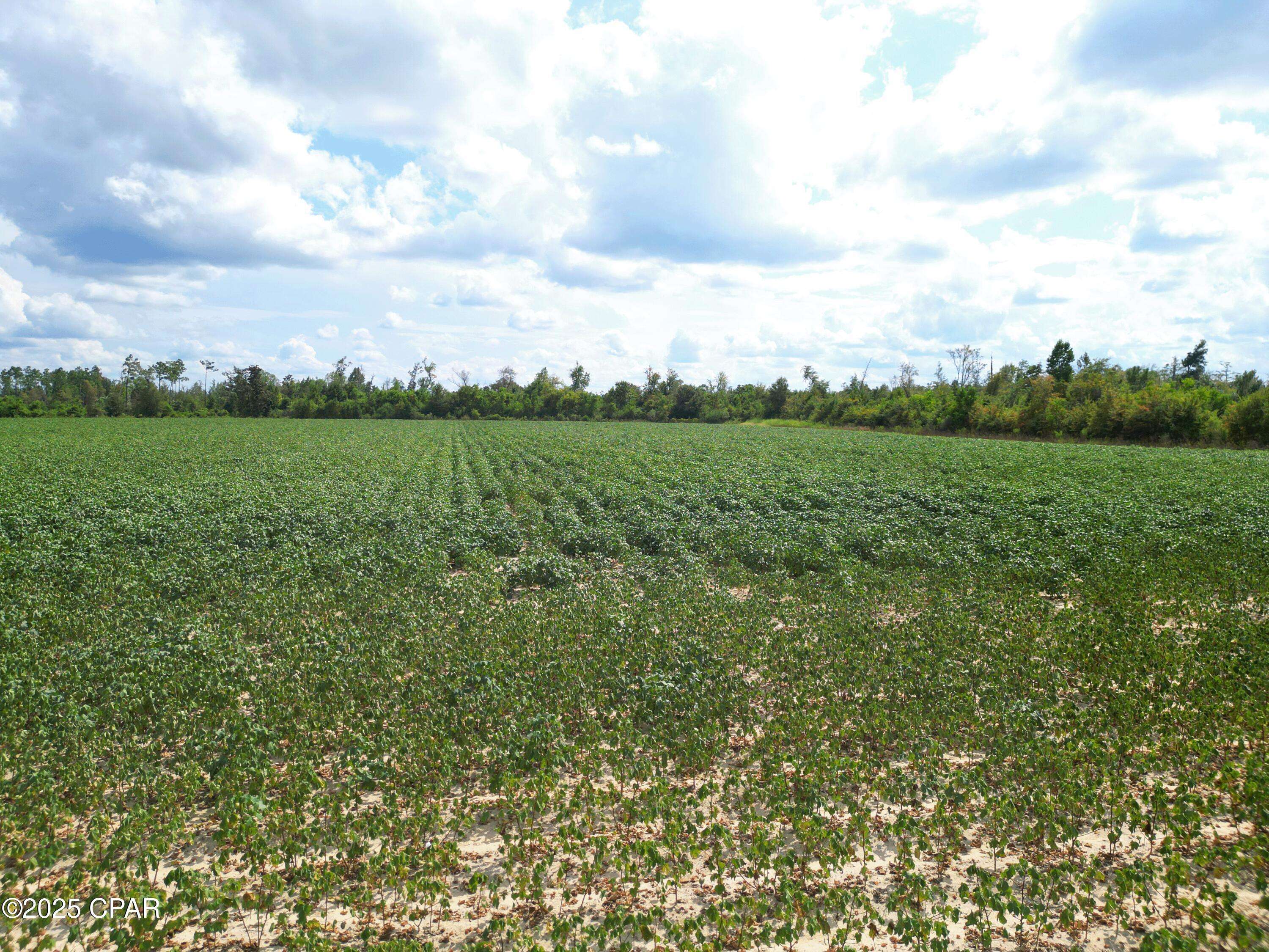 Altha, FL 32421,TBD NW Ashley Shiver RD