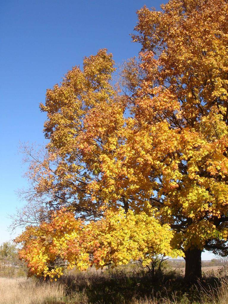 Malone, WI 53049,SCHUMACHER ROAD