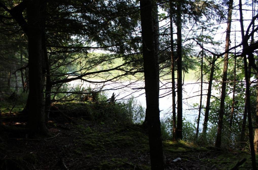 Pickerel, WI 54465,FOREST LANE