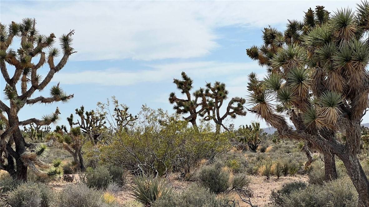 Meadview, AZ 86444,0 Lake Mead City #410
