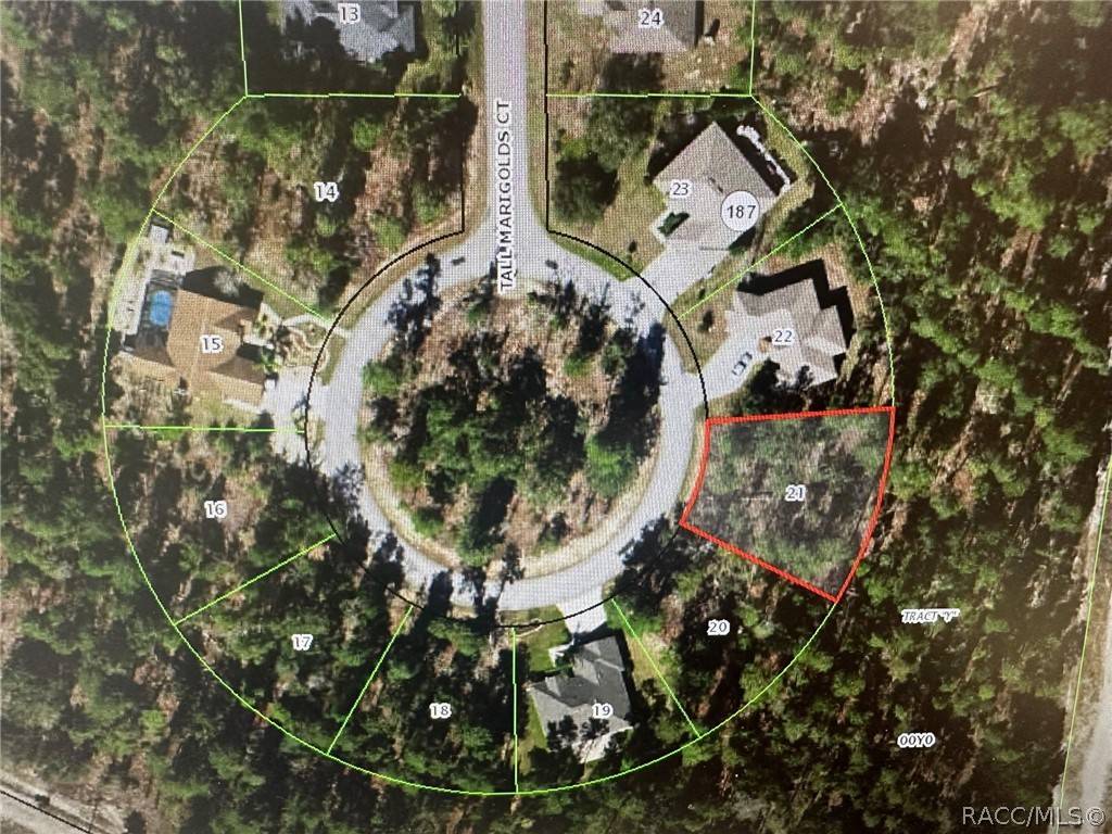 Homosassa, FL 34446,34 Tall Marigolds CT