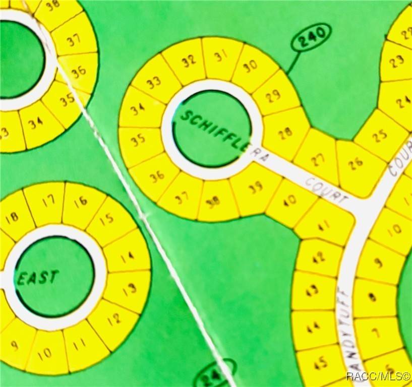 Homosassa, FL 34446,6 Schefflera CT