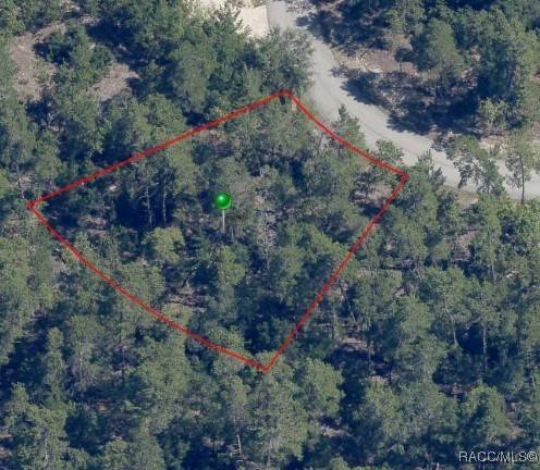 Homosassa, FL 34446,35 Tall Marigolds CT