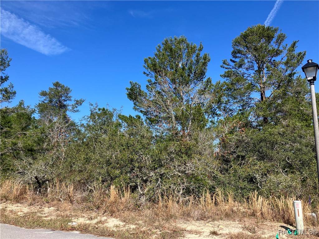 Homosassa, FL 34446,17 Rudbeckia CT