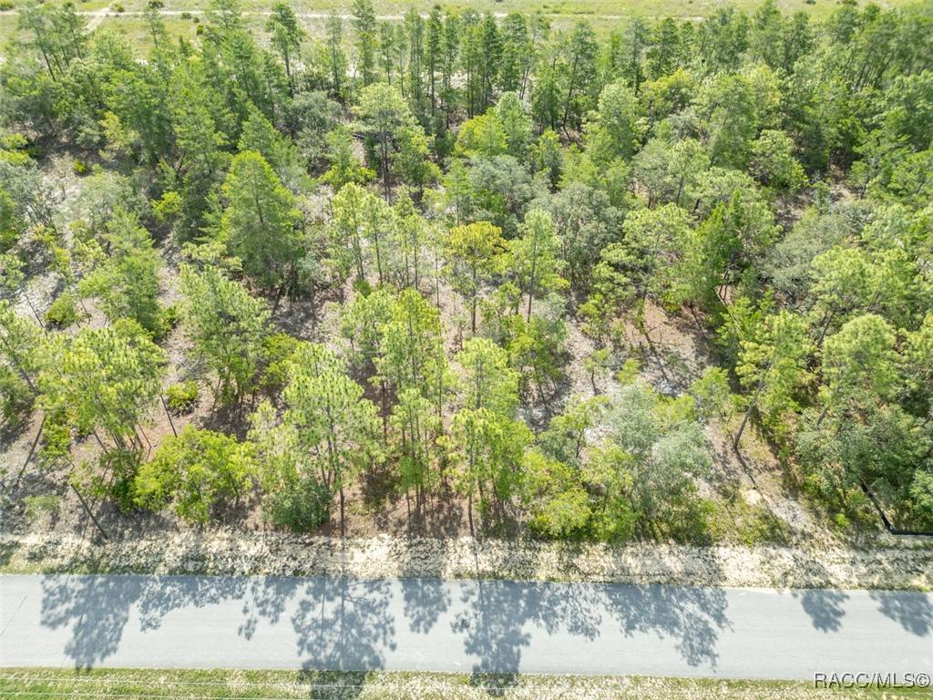 Homosassa, FL 34446,7 Fringetree CT