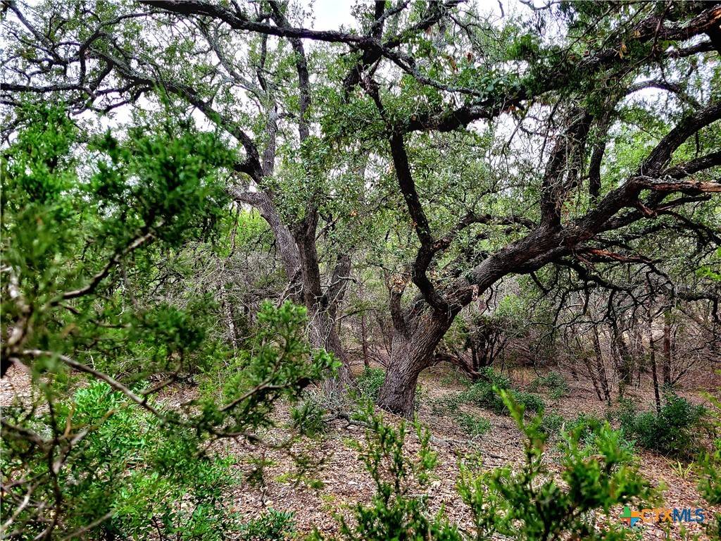 Fischer, TX 78623,171,193 Appaloosa DR
