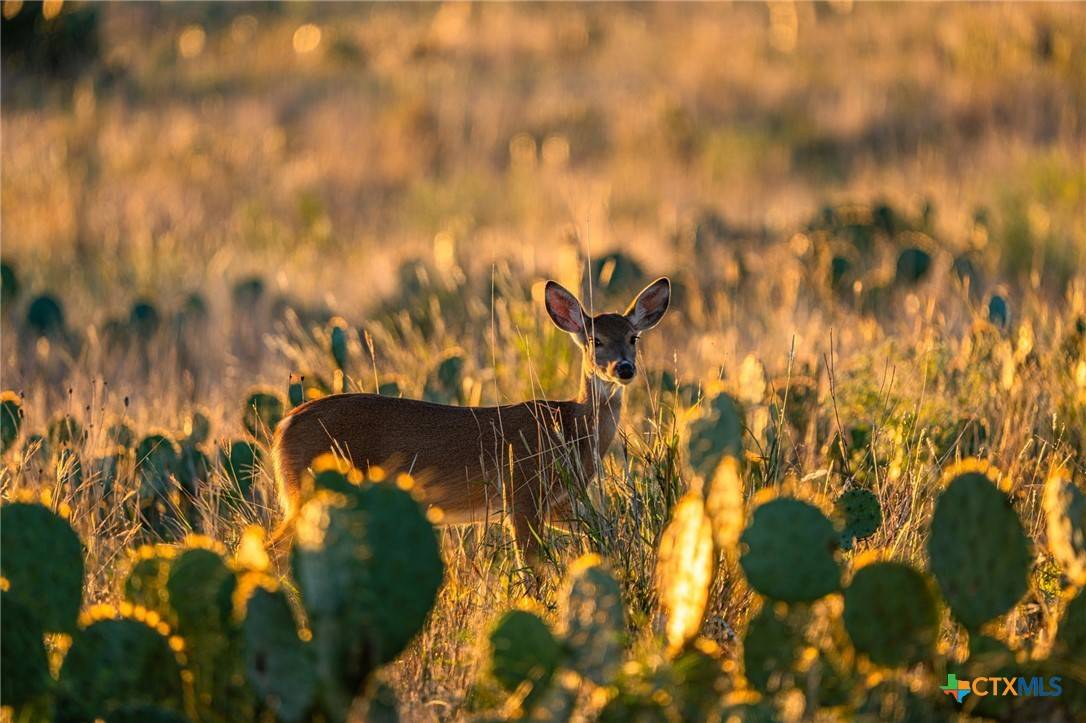 Salado, TX 76571,TBD FM 2843