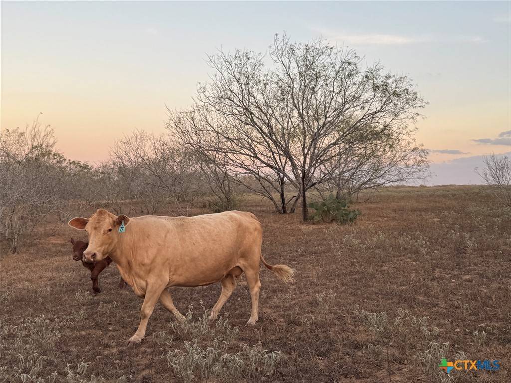Stockdale, TX 78160,TBD Fm-1681