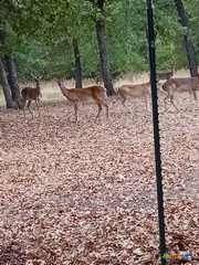 Gatesville, TX 76528,650 County Road 82