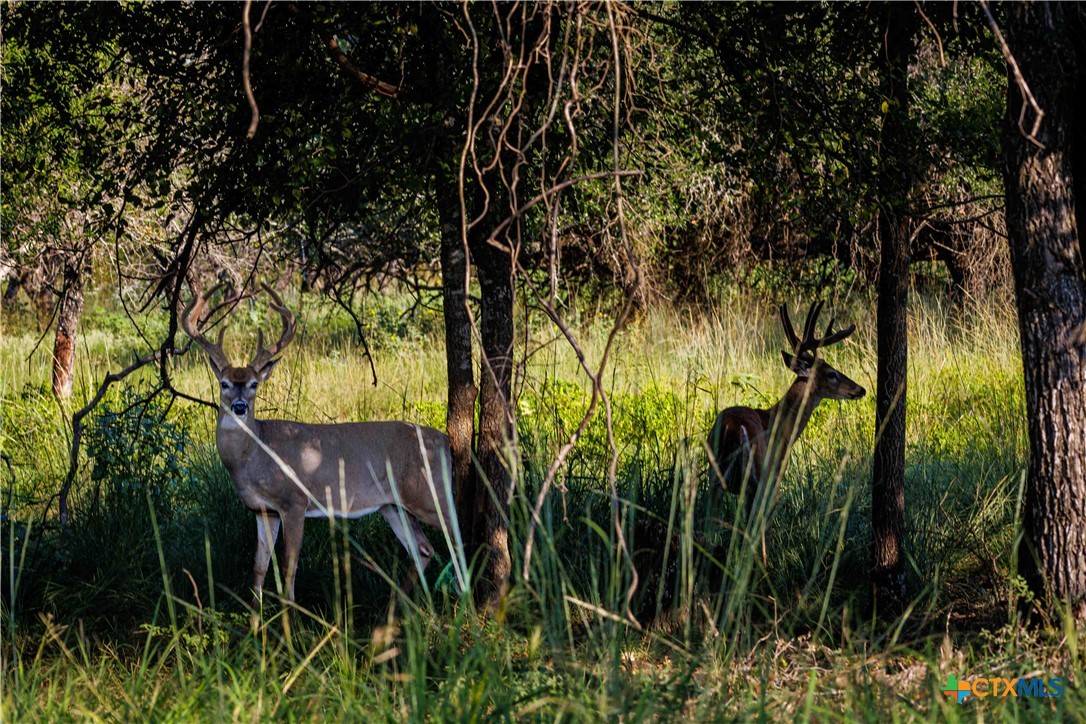 Hamilton, TX 76531,1782 FM 218