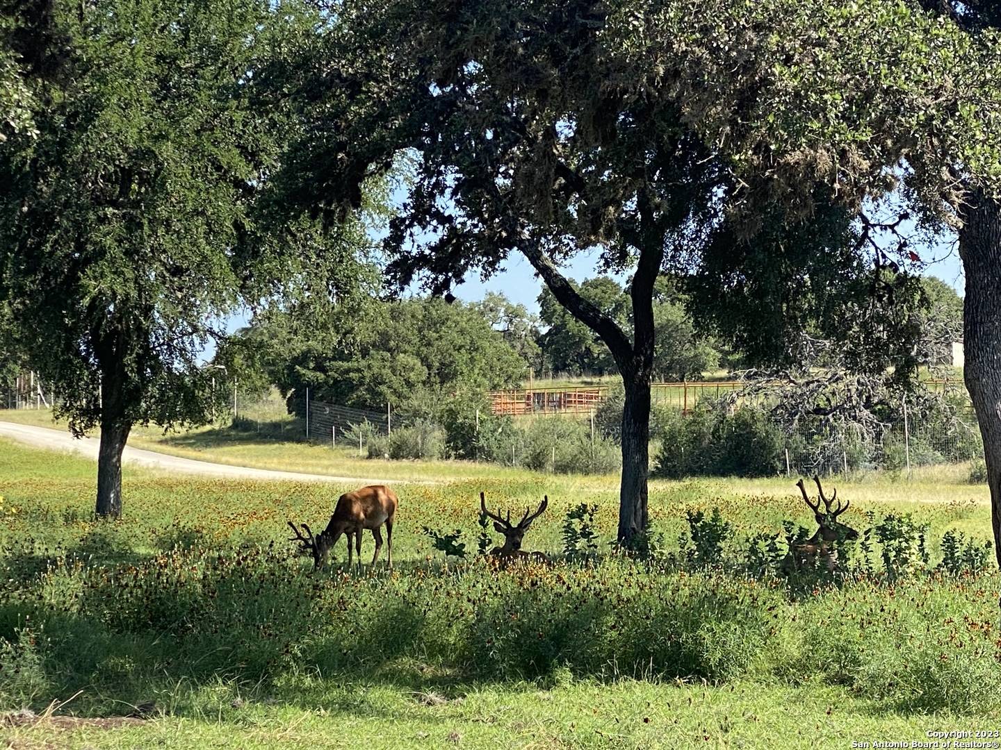 Pipe Creek, TX 78063,LOT 43 Blackbuck Trail