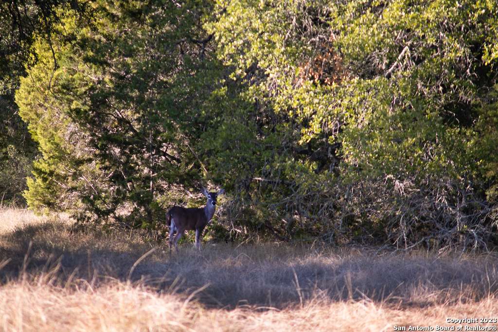 Spring Branch, TX 78070-4817,1491 Cypress Cove Rd