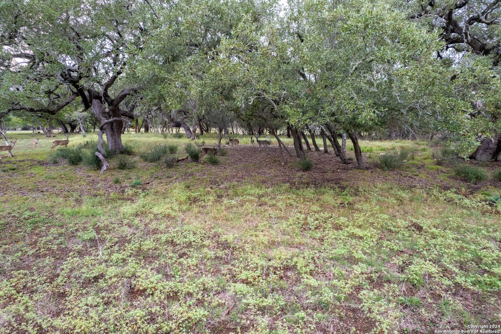 Bandera, TX 78003,95 Palomino Springs