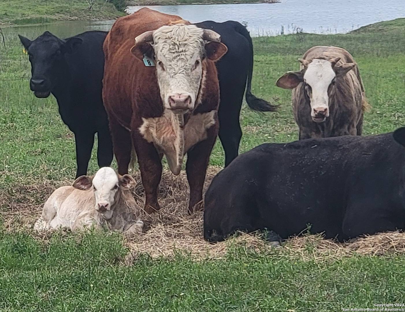 Big Wells, TX 78830,1526 Sandy Road