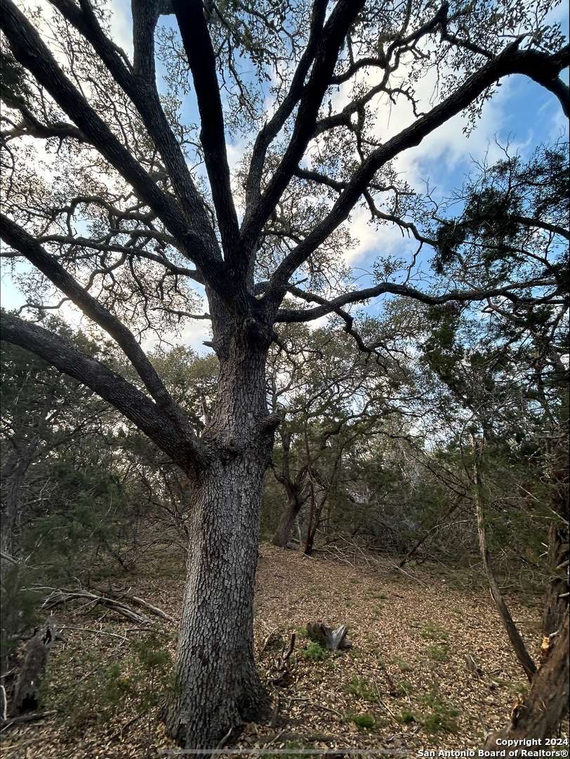 Bulverde, TX 78163,917A First Fork