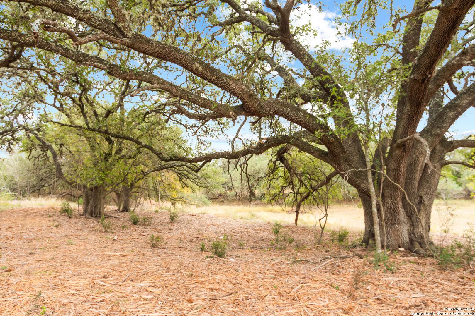 Dhanis, TX 78850,00 Antler Forest